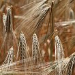 Czym jest gluten? Co Ty wiesz o glutenie?