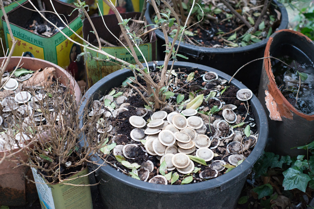 Drugie życie herbaty- herbaciany food waste ogrodowy