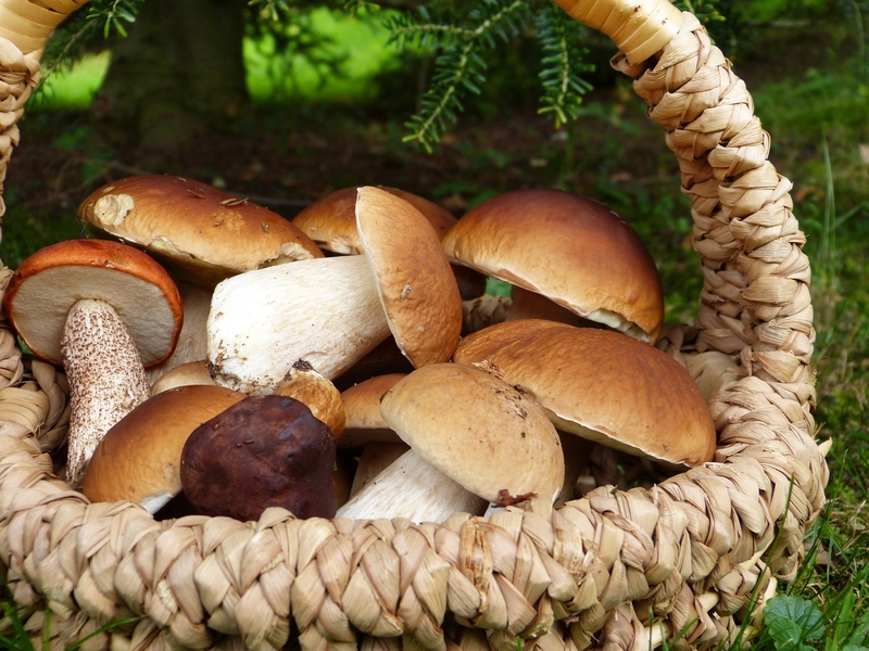 Borowik szlachetny (Boletus edulis)