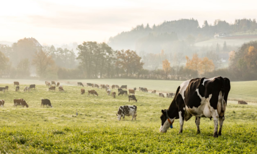 NAN Organic 2 – kompletna kompozycja składników* inspirowana doskonałością natury